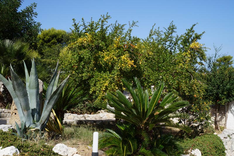 Giardino